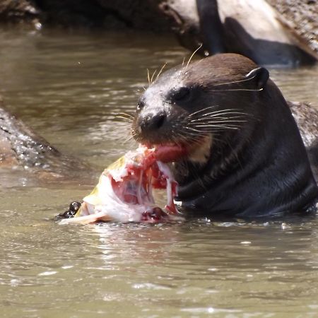 Pousada Reserva Ecologica Jaguar Pocone Luaran gambar