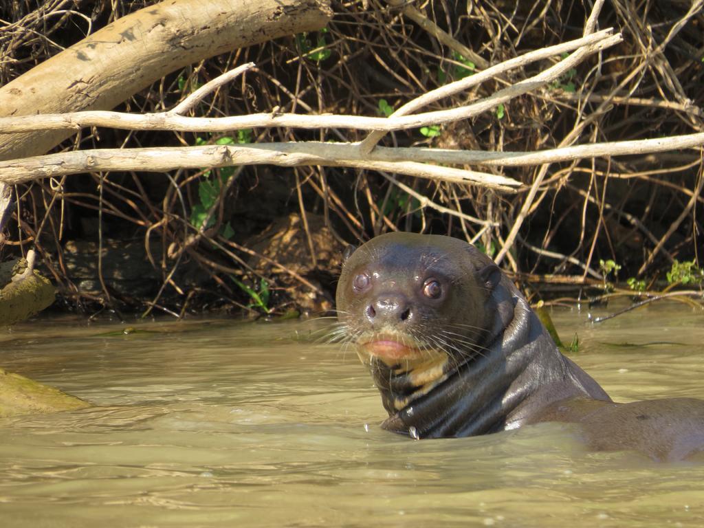 Pousada Reserva Ecologica Jaguar Pocone Luaran gambar