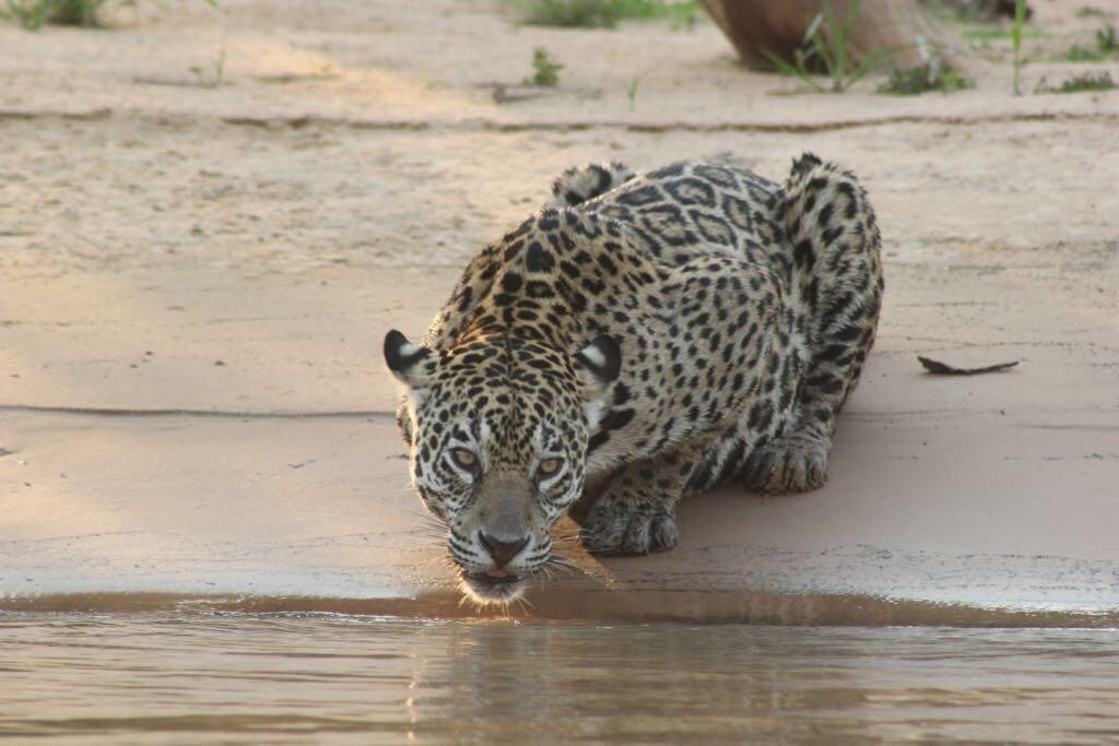 Pousada Reserva Ecologica Jaguar Pocone Luaran gambar