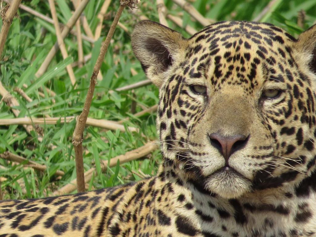 Pousada Reserva Ecologica Jaguar Pocone Luaran gambar