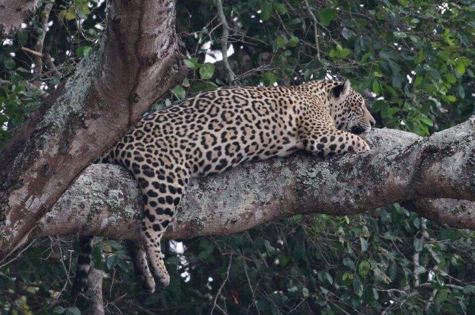 Pousada Reserva Ecologica Jaguar Pocone Luaran gambar