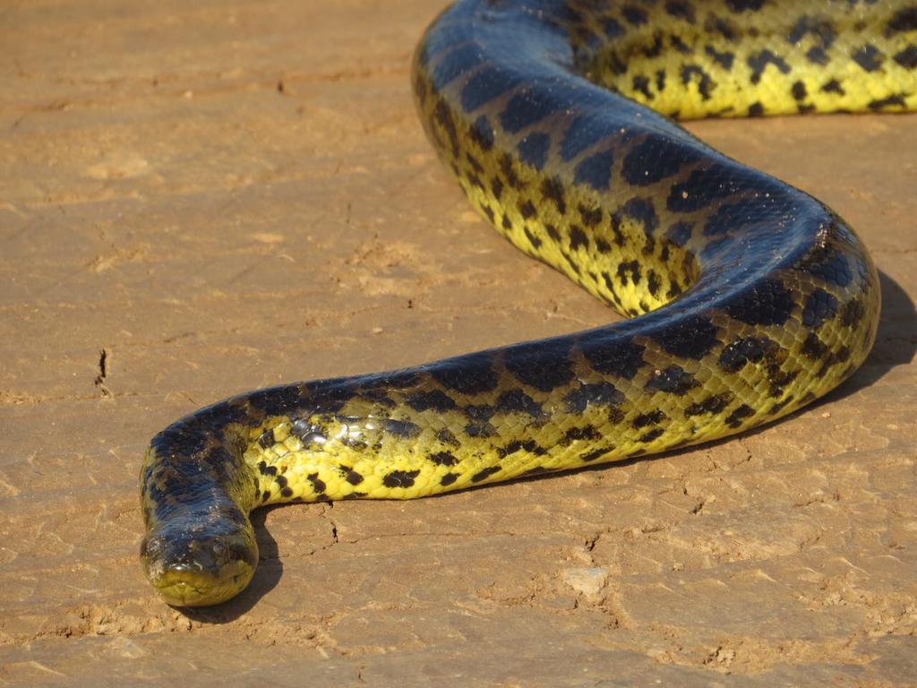 Pousada Reserva Ecologica Jaguar Pocone Luaran gambar