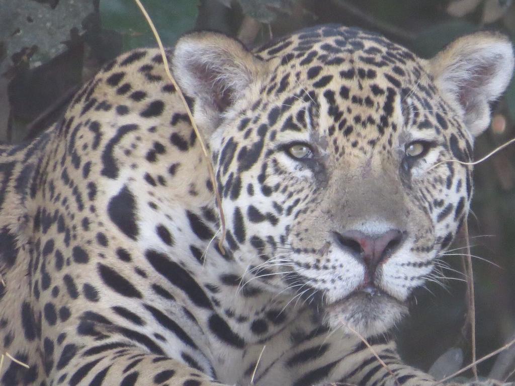 Pousada Reserva Ecologica Jaguar Pocone Luaran gambar