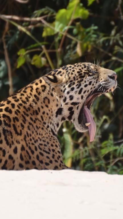 Pousada Reserva Ecologica Jaguar Pocone Luaran gambar