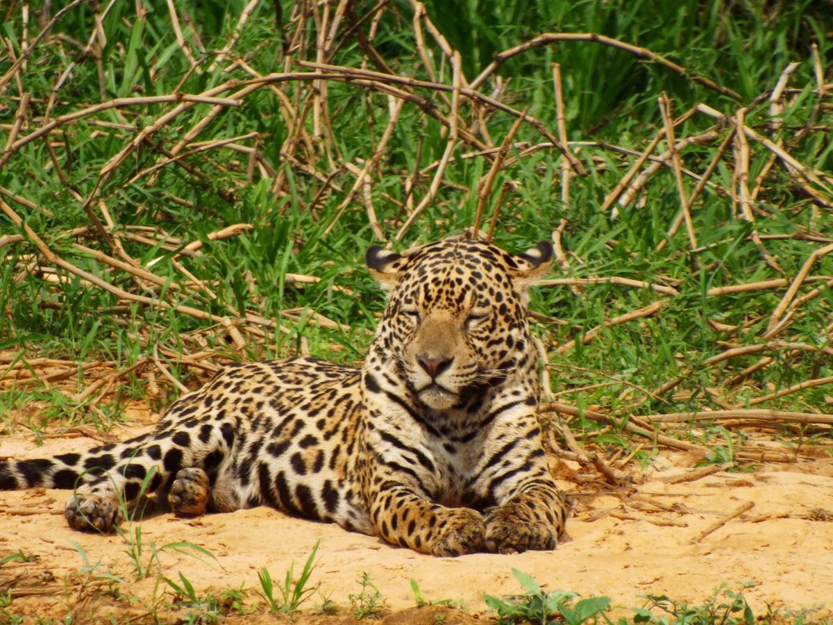 Pousada Reserva Ecologica Jaguar Pocone Luaran gambar