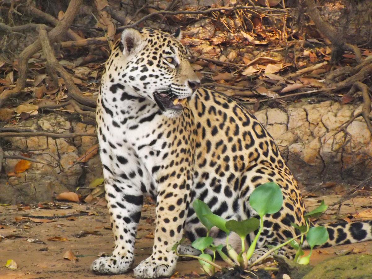 Pousada Reserva Ecologica Jaguar Pocone Luaran gambar