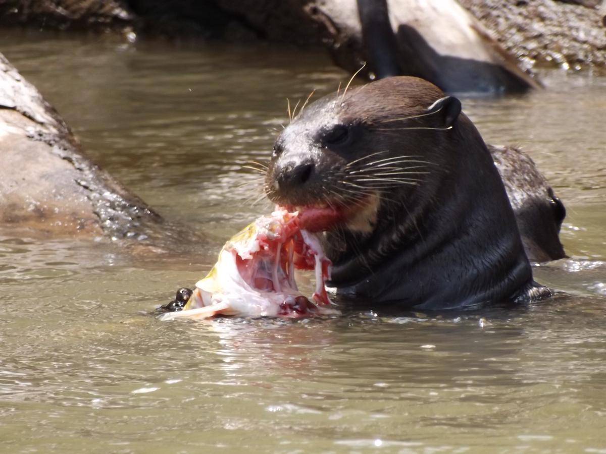 Pousada Reserva Ecologica Jaguar Pocone Luaran gambar